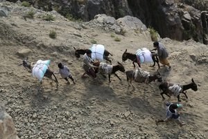 الحوثيون يعتقلون وسيلة المواصلات التقليدية في تعز!(صورة)